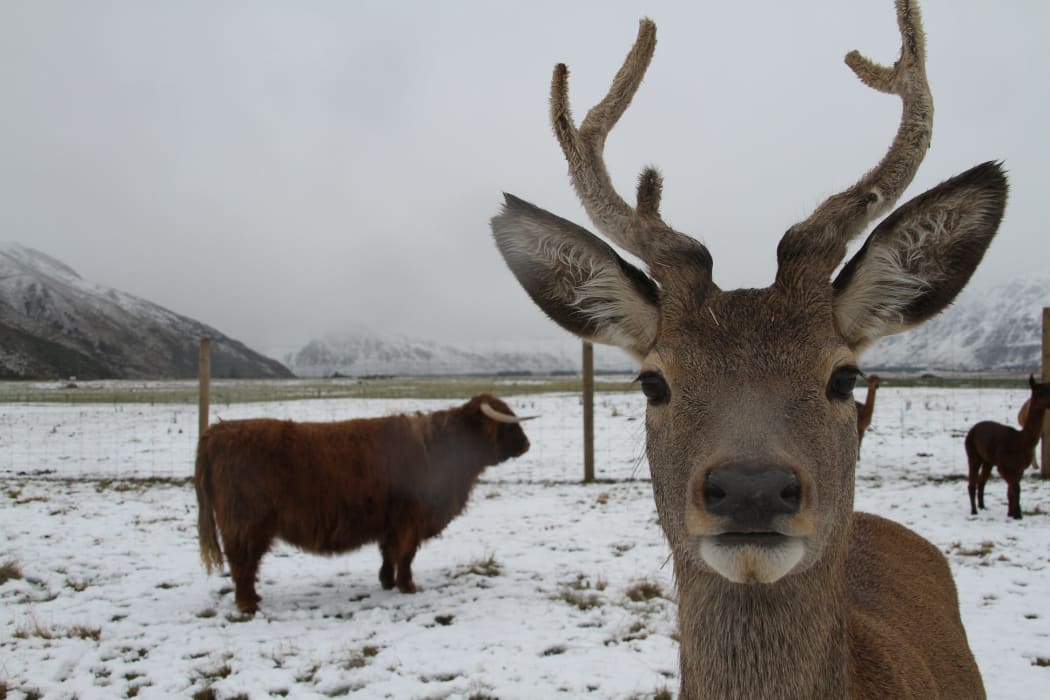 Deer and a highland cow in snow at Real Country farm experience.