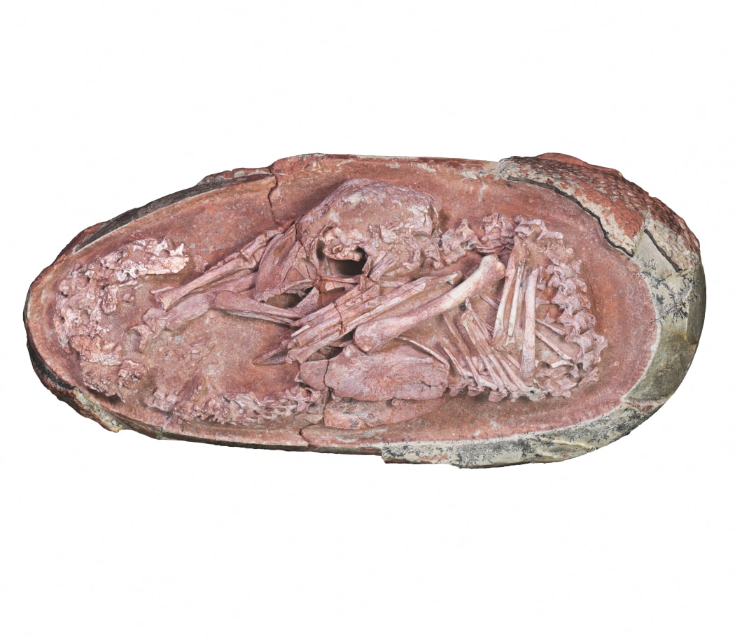 Oviraptorosaur embryo 'Baby Yingliang' found in Ganzhou, Jiangxi Province, southern China.