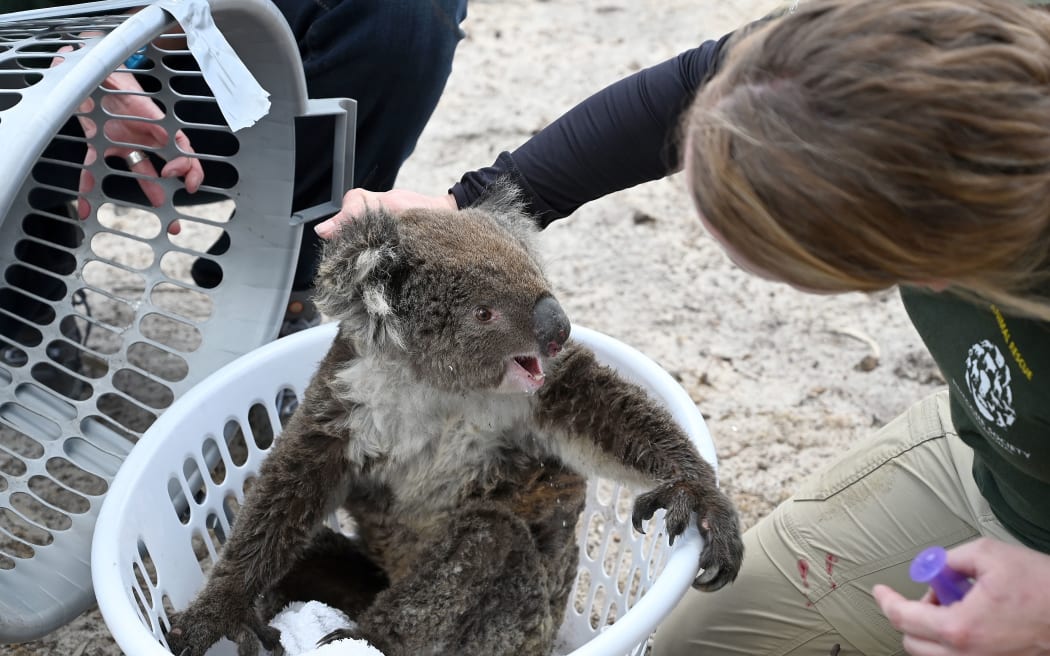 Humane Society International Crisis Response Specialist, Kelly Donithan (R) checks an injured Koala she just rescued on Kangaroo Island on January 15, 2020.