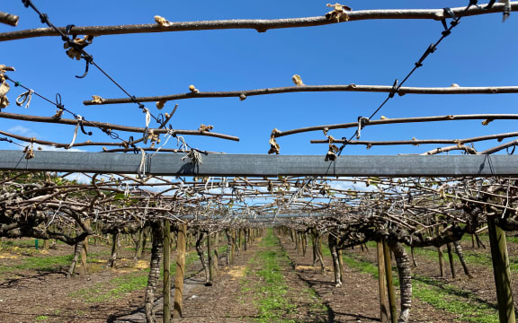 Barren kiwifruit vines look like sticks after frost kills all buds and leaves.