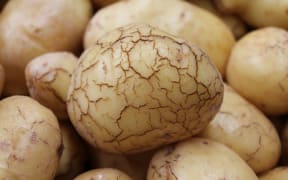 Some water-damaged potatoes appear to be bursting out of their skins.