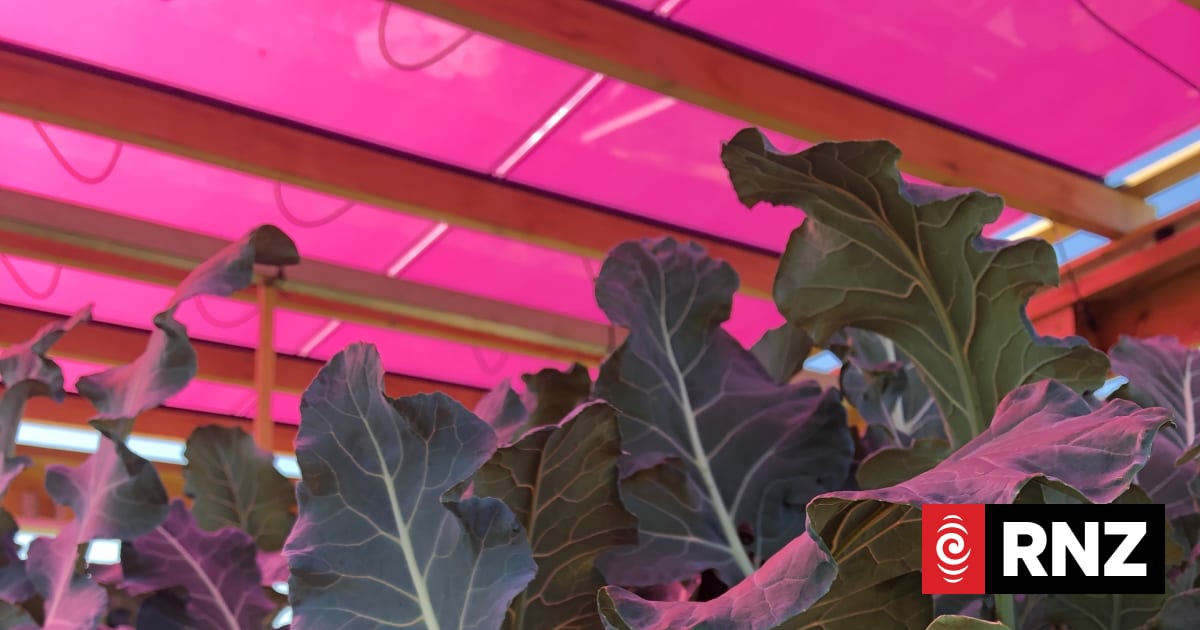 Coloured solar panels hold potential for NZ vegetable growers