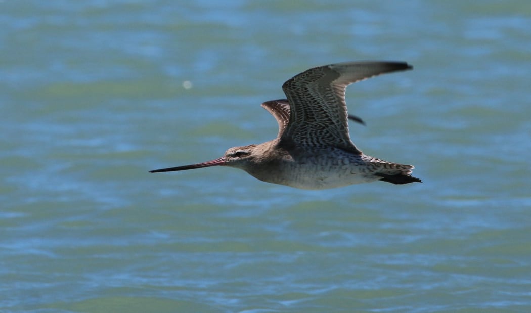 bar tailed godwit in flight.