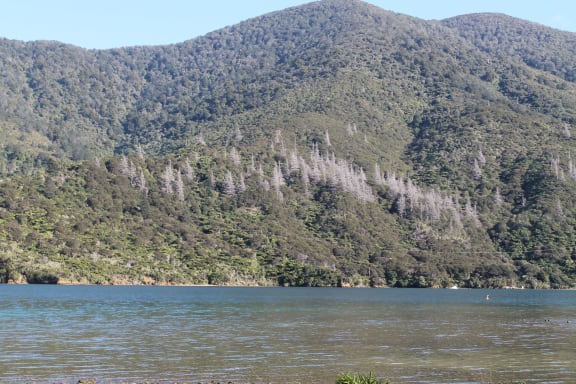 Poisoned wilding pines in the Marlborough Sounds