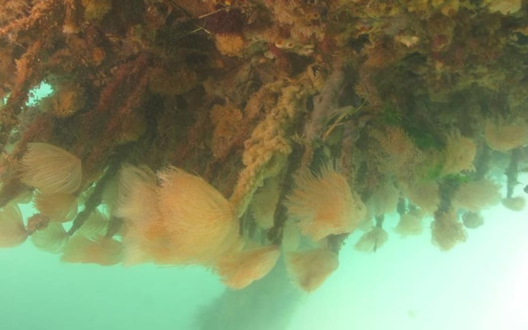 Mediterranean fanworms on the hull of a boat found moored in Pilot Bay.