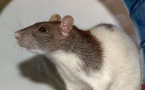 Rat