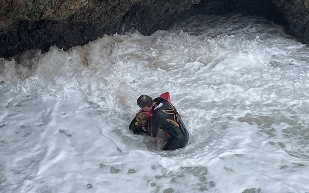 Waipū Cove volunteer surf lifeguard Rick Stolwerk manages to get Raro the dog into a life jacket.