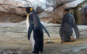 Skipper and Ping in their zoo enclosure.