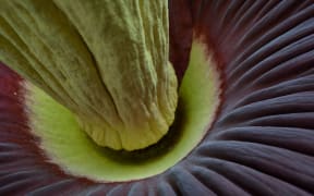 The base of the corpse flower when it bloomed in 2013.