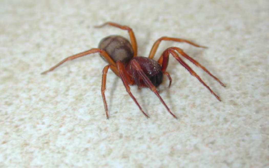 Periegops suterii - the six eyed spider