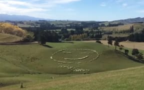 A farming family near Dannevirke who are having to put out extra feed for stock to drought are using the opportunity create sheep art.