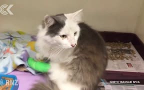Cat survives 4 5 hour drive in car's grill