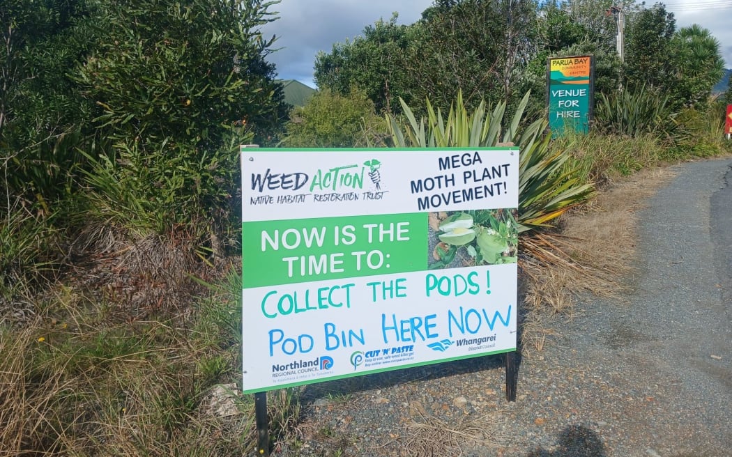 A three-month Whangārei Heads mega moth plant movement community moth plant pod collection outside Parua Bay’s community house that finished in April filled a six cubic metre skip bin – roughly the size of a family car – as the local community did its bit to get rid of the highly invasive pest