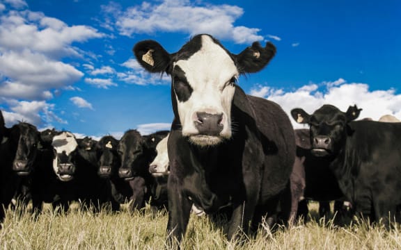 Herd of curious Friesian cattle in dry summer field, New Zealand