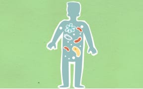 Researchers at the Liggins Institute at Auckland University believe a capsule of healthy gut bugs could change the future of obesity treatment.