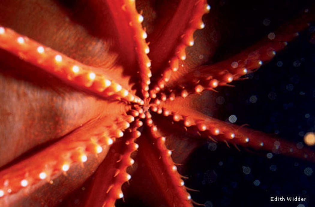 Red octopus