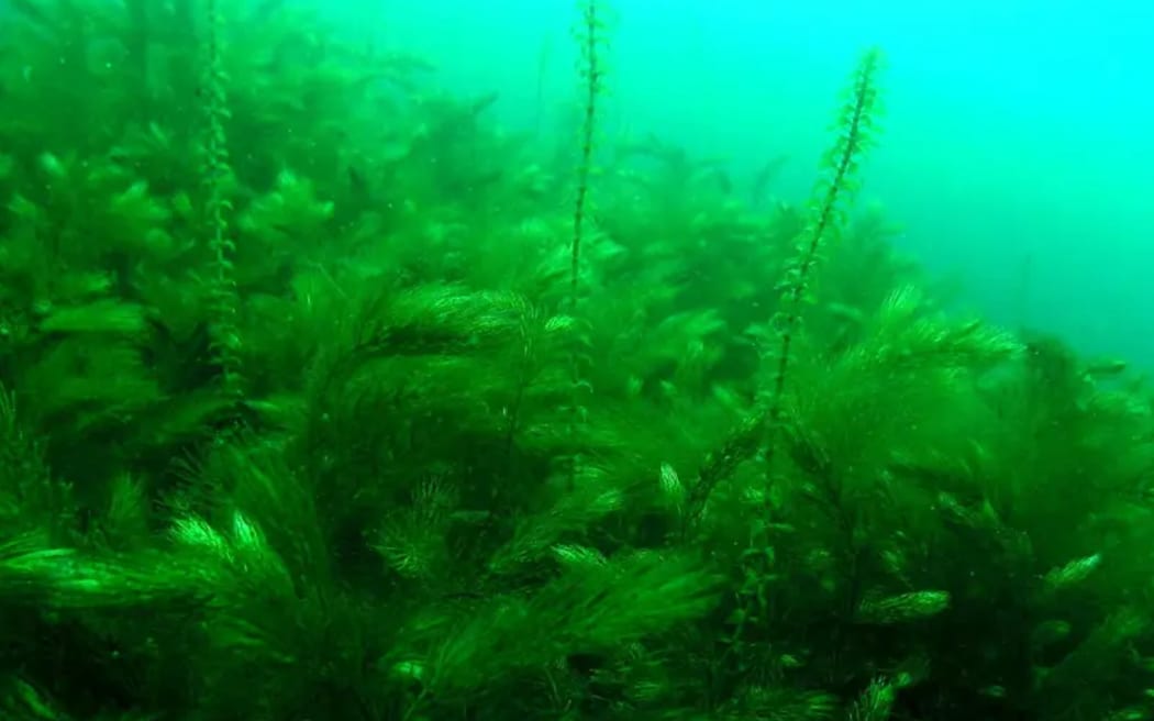 Hornwart weed.