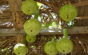 Bottle gourd, also known as calabash.