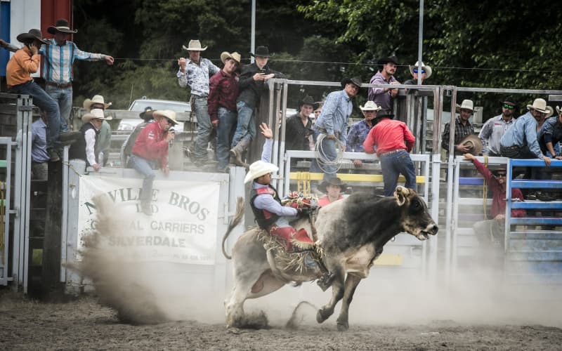 No rodeo prosecutions in five years of investigations | RNZ