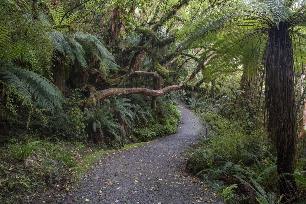 Path of the McLean waterfalls in the Catlins Forest Park in Catlin in the Otago region of the South Island of New Zealand on November 24, 2020. McLean Falls is a 22m waterfall making it one of the tallest in the Catlins Forest Park. (Photo by Sanka Vidanagama/NurPhoto) (Photo by SANKA VIDANAGAMA / NurPhoto / NurPhoto via AFP)