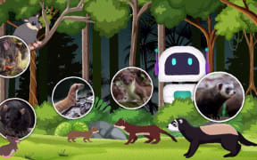 In a forest setting, a robot observes a rat, stoat, weasel, ferret and a possum.