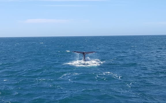 One of five whales spotted off the Kaikoura coast a week after the earthquakes.