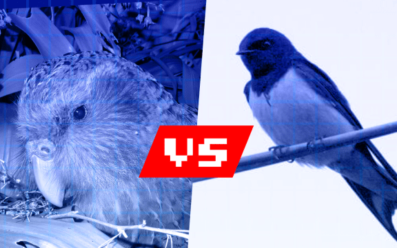 Designed like a 90s video game it has a picture of a Kākāpō on the left, vs in the middle, and a picture of a swallow on the right. On the top are the words Our Changing World - Bird Off - Connected.