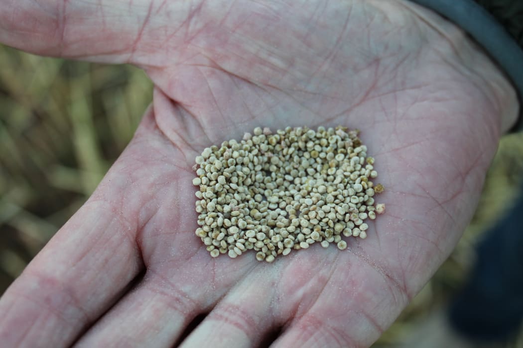 Quinoa