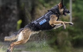 Police dog Teo in full flight. This award-winning photo by Senior Constable Alex Stammers was chosen as the cover shot for the 2026 Police Dog Trust calendar.