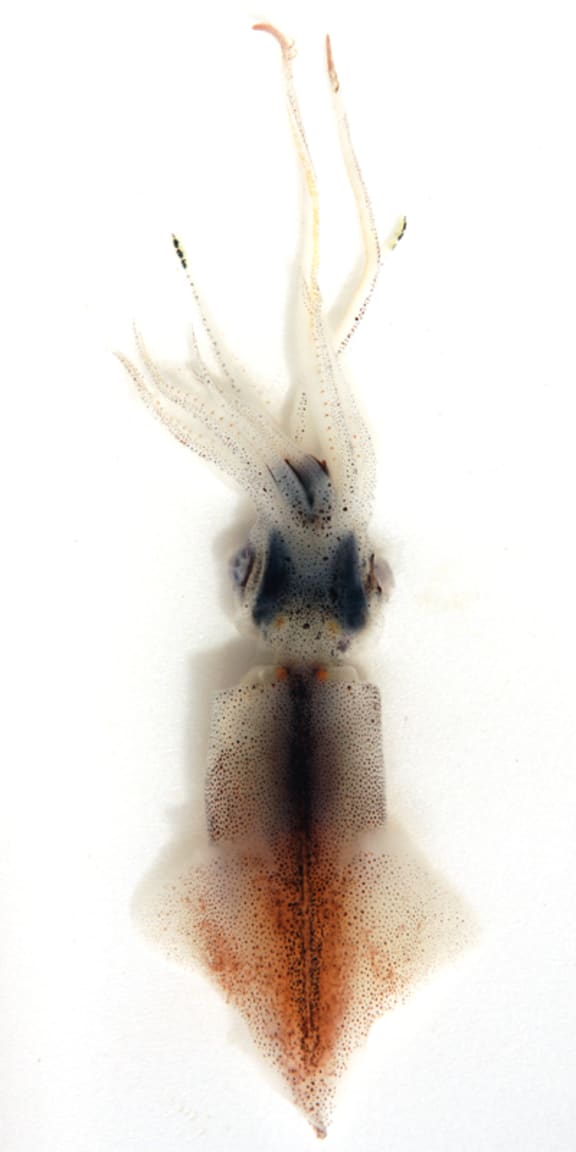 Japanese firefly squid