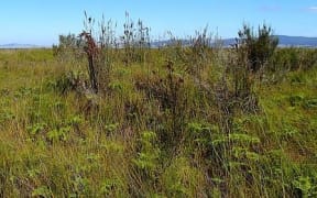 In the middle of the once swamp-covered Hauraki Plains, surrounded by dairy farms, lies Kopuatai Bog, the largest remaining raised bog in New Zealand.