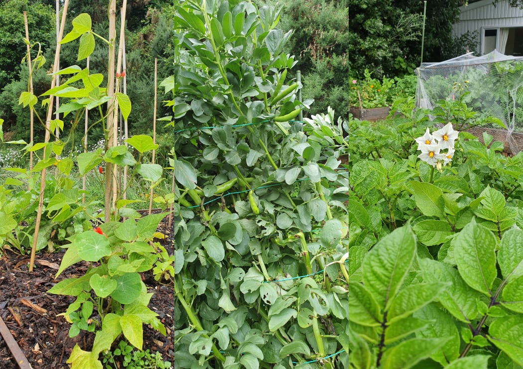 Innermost Gardens beds are home to a range of vegetables, and when crops are ready locals are encouraged to pick enough for a meal.