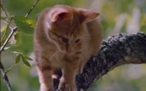 Milo Smacks Bird - The Adventures of Milo and Otis
