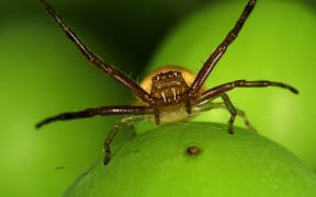 Crab spider munching on vegetation