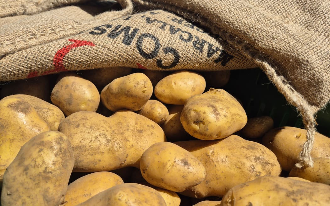 Two tonnes of taewa, or potatoes were harvested in a day