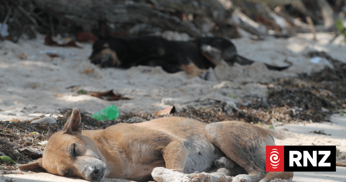 New shelter set up for Samoa's stray dogs | RNZ News