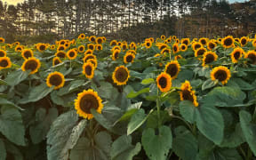 Cedel Downs Sunflower Patch, West Auckland.