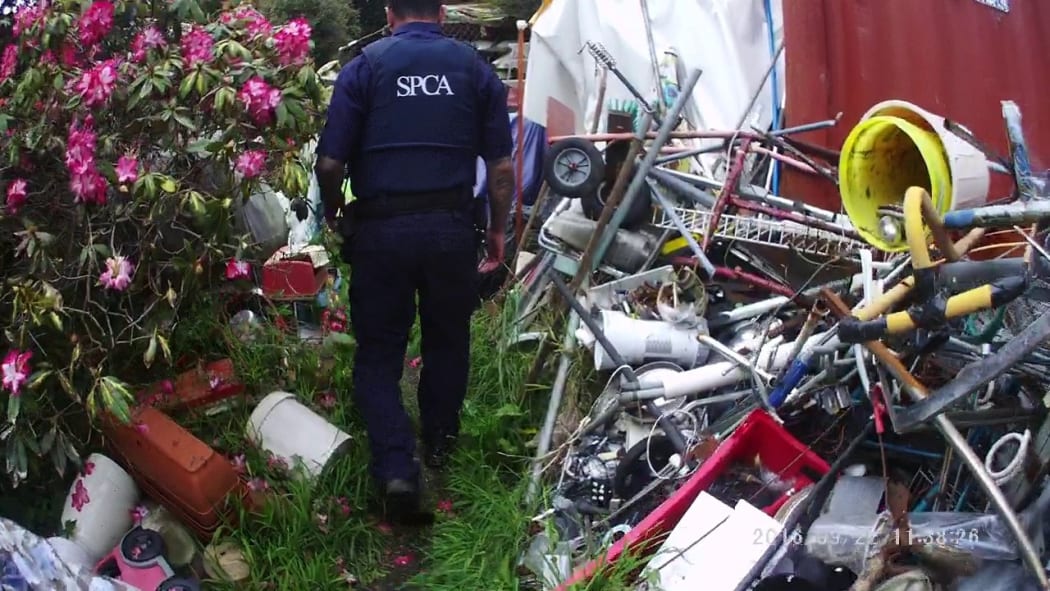 An Auckland animal hoarder who kept 32 cats in squalid conditions has been sentenced in Manukau district court today.