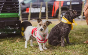 These speedy dogs show off the ribbons they collected at the Waimarino A & P Show in the small dog events.