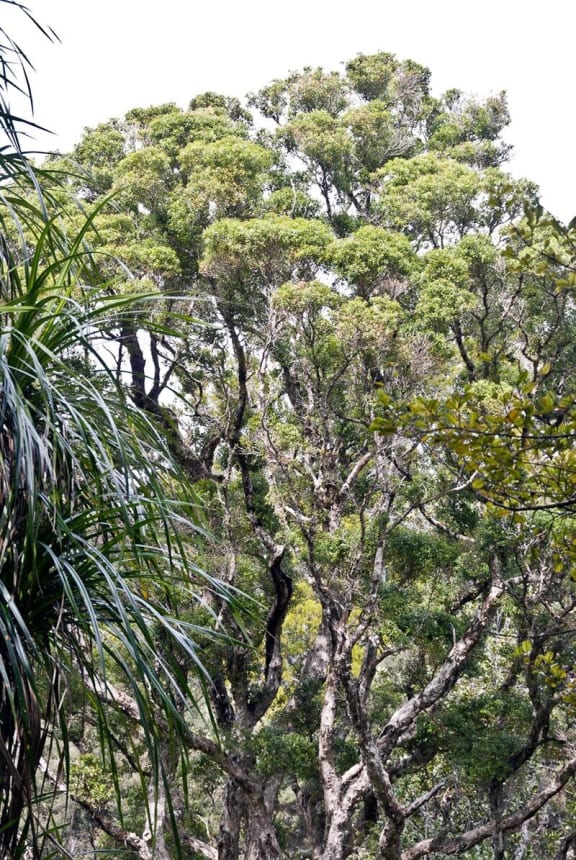 A fully grown rātā moehau tree