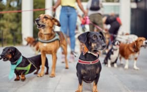 walking dogs - single use only