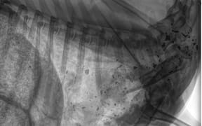 Lead particles found in an animal shot with a lead bullet.