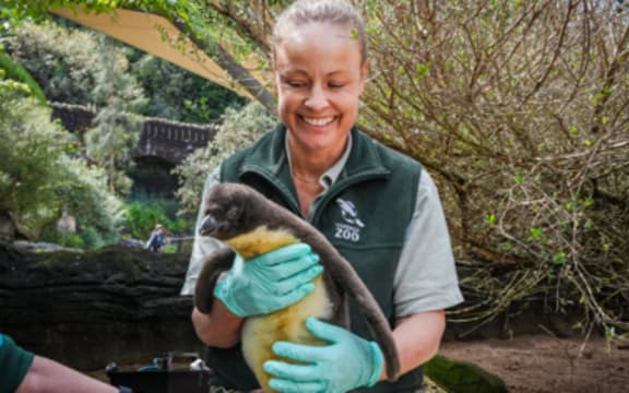Fiordland Penguin chick