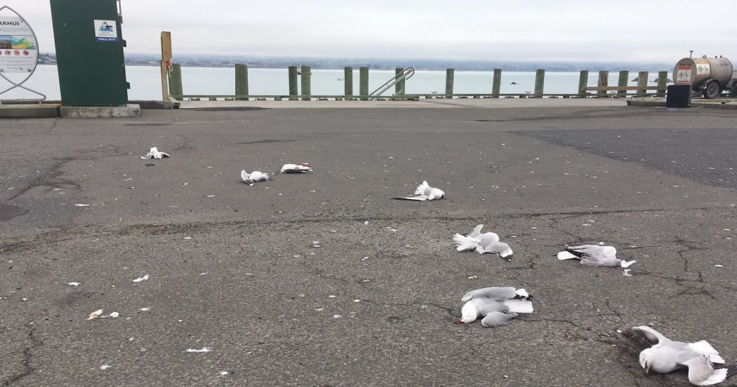 At least nine red-billed gulls were killed this morning.