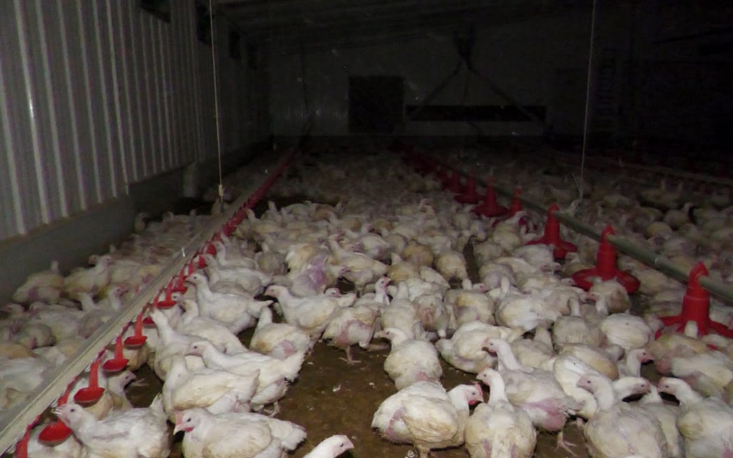 A screengrab from footage released to RNZ by Animals Aotearoa from inside a free range meat chicken farm.