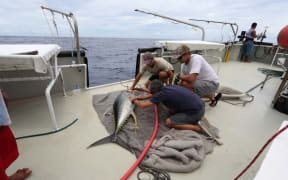 Large Yellowfin Tuna being tagged