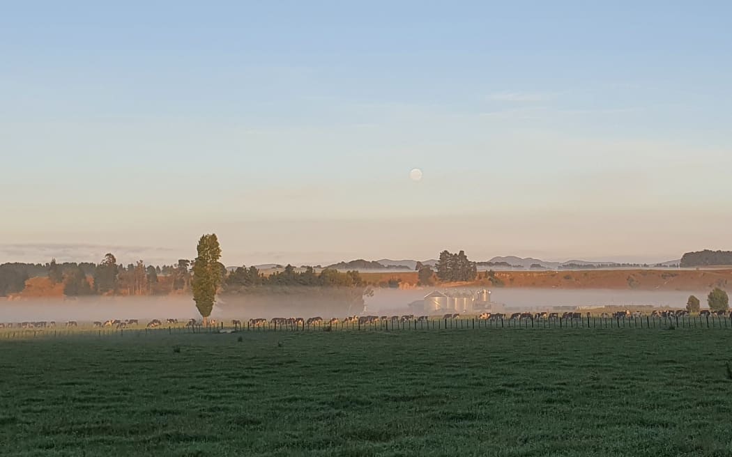 Dairy cows after morning milking in Wairarapa