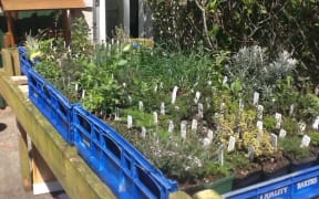 Lillian Hall's herbs