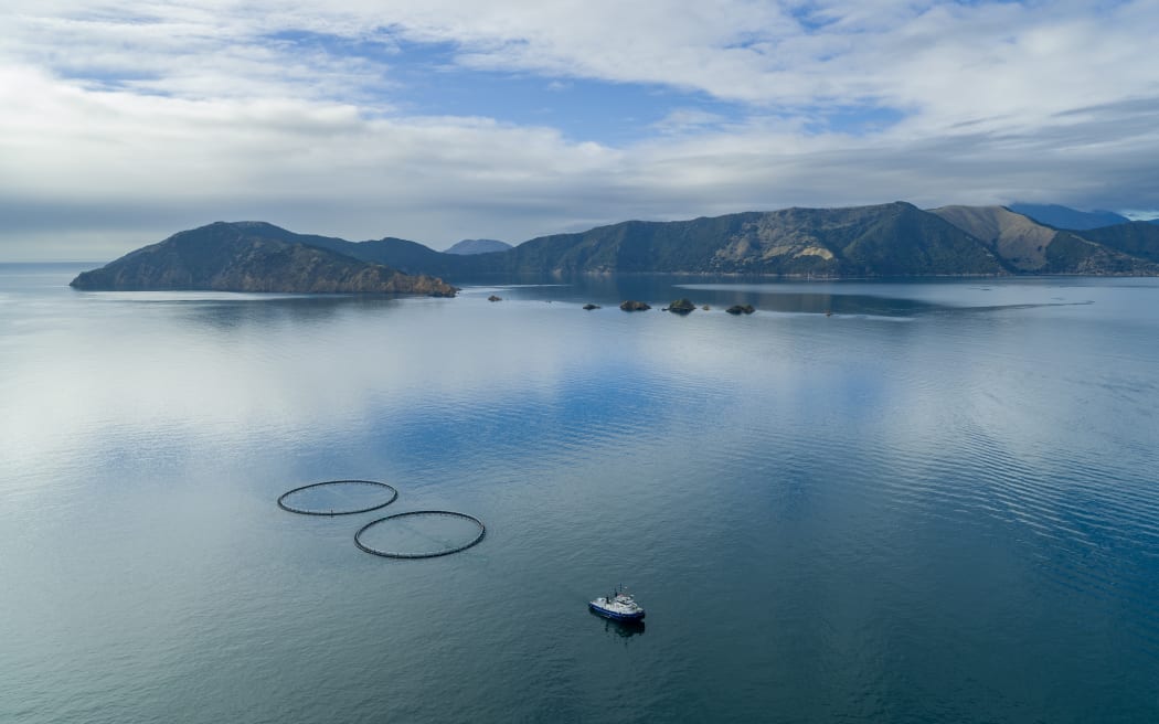 The Blue Endeavour pilot pens in their ‘staging site’ at Waihinau Bay, Pelorus Sound. The pens were launched and towed to the bay in April 2025. From here they will be towed to the Blue Endeavour site in the open ocean in November 2025.