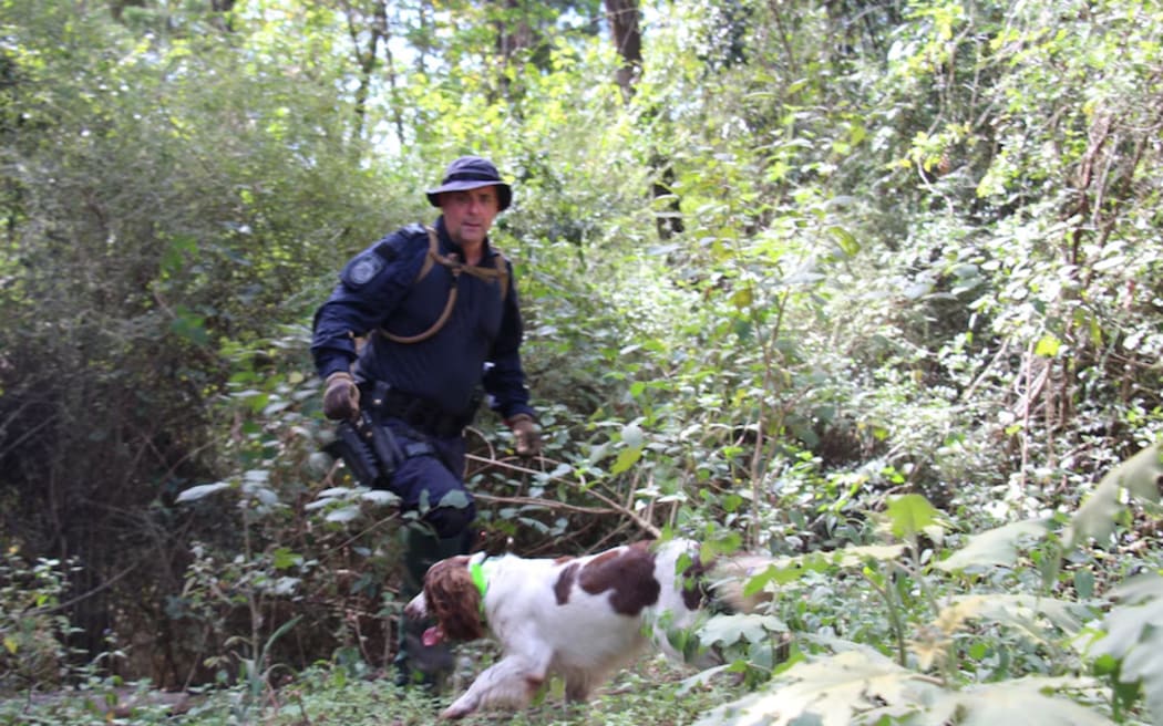Human remains detection specialist dog Rio was involved in the search at Good Night Scrub National Park. (ABC Wide Bay: Grace Whiteside)